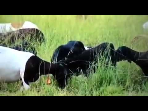 Carneiros quadrigêmeos nascem em Nova Ubiratã Youtube T6V3hs565wA