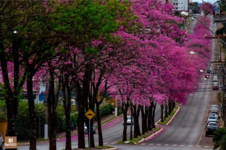 A cidade em flor: o paisagismo urbano como saúde pública e poesia viva whatsapp image 2026 08 28 at 13 11 17
