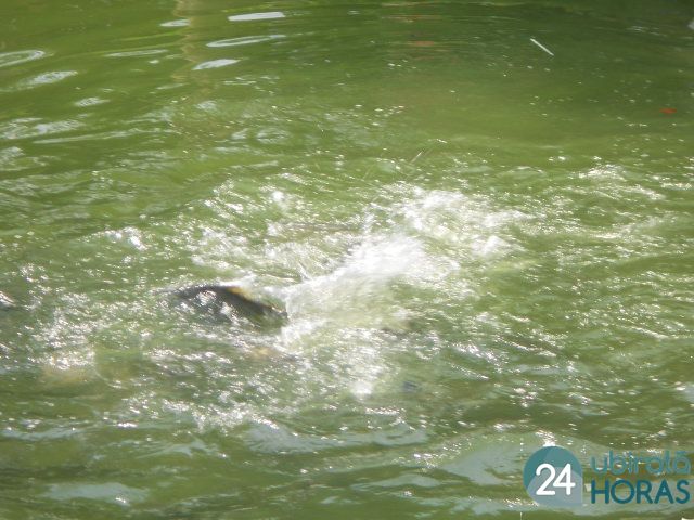 Foto45238