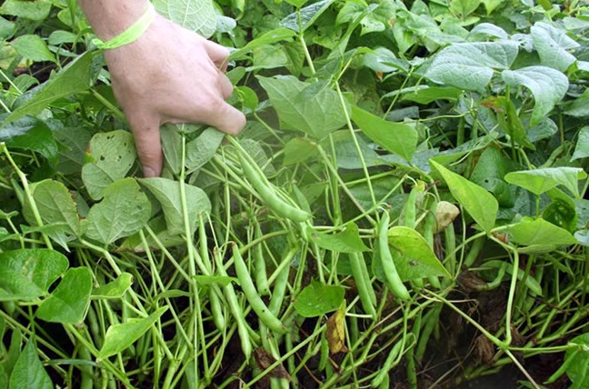 Safra de feijão em Mato Grosso deve crescer, diz Conab Foto92832
