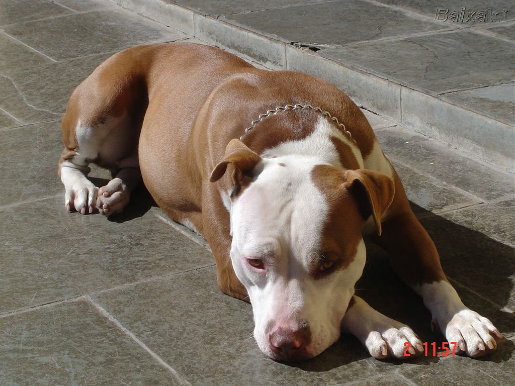 Funcionário de fazenda é preso no momento que transava com cadela Pitbull Foto44658