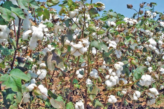 Plantio do algodão tem ritmo "lento" em Mato Grosso; projeção é de intensificar nos próximos dias Foto32773