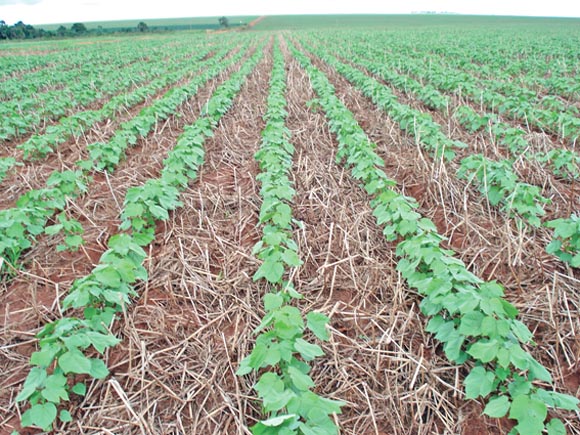 Área de algodão pode crescer em Mato Grosso e novas tecnologias são vistas para reduzir custos Foto68837