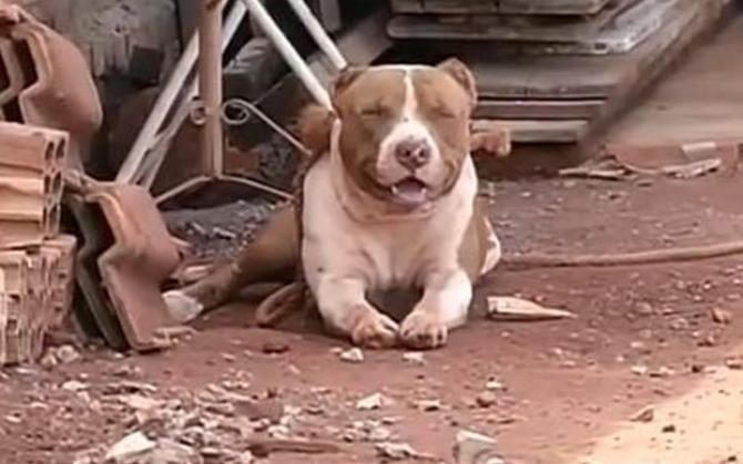 Garoto de sete anos é atacado por cinco pit bulls ao pegar pipa e tem orelha dilacerada Foto21508