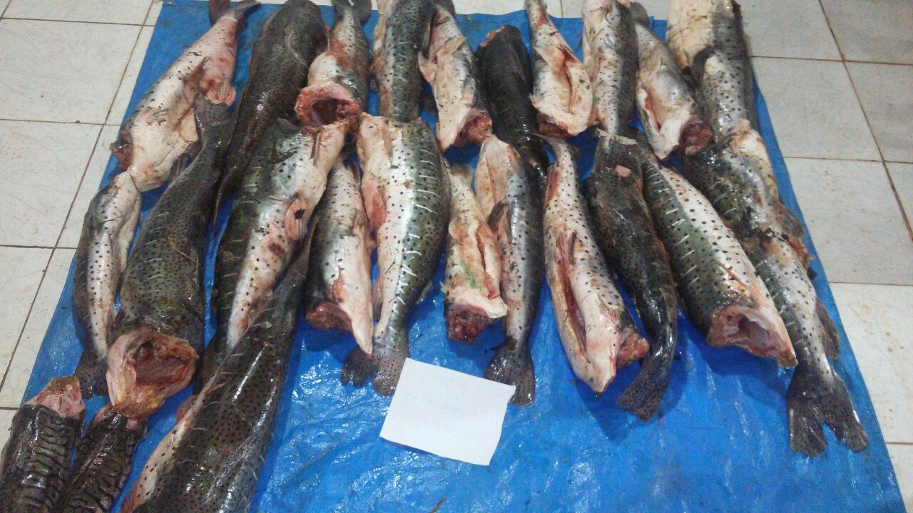Delegacia especializada apreende quase meia tonelada de pescado irregular Foto1556