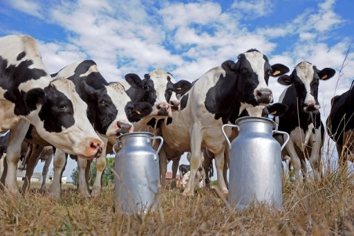 Mão de obra e valor de combustíveis contribuem com alta de custos da produção leiteira Foto75591