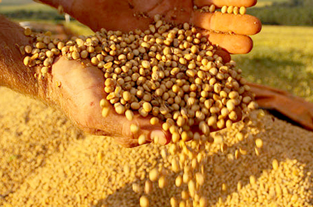 Médio-Norte colhe 97,6% da soja; Mato Grosso chega a 88,1% Foto3293