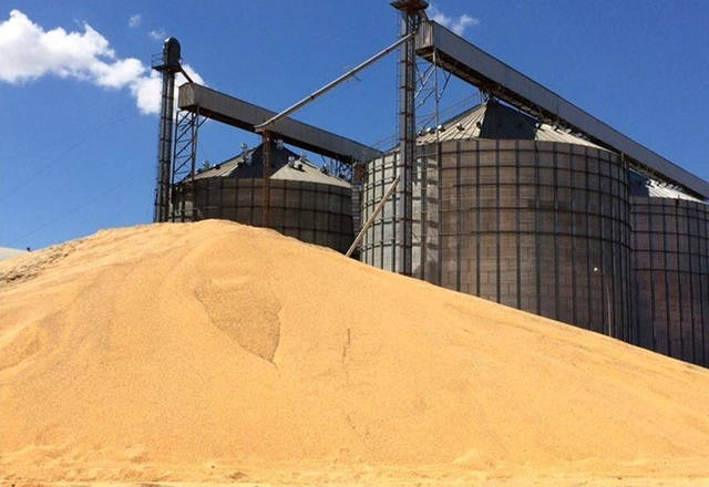 Milho a céu aberto e preços abaixo do mínimo preocupam produtores de Mato Grosso Foto27180