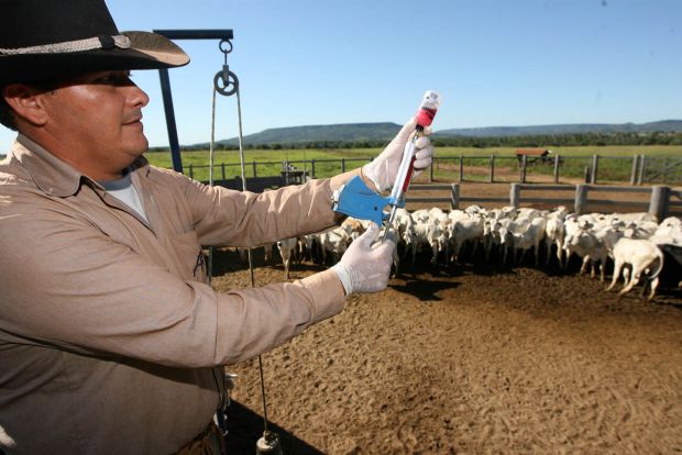 Ministério da Agricultura reduz dose de vacina contra aftosa Foto30424
