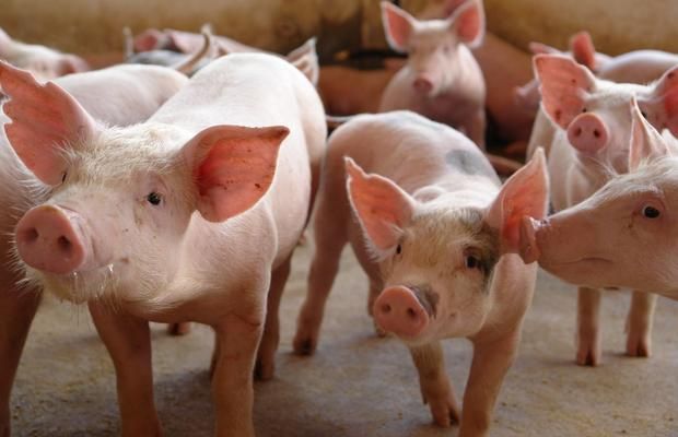 ICMS para comercialização de suínos em pé será reduzido pela metade em Mato Grosso Foto41259