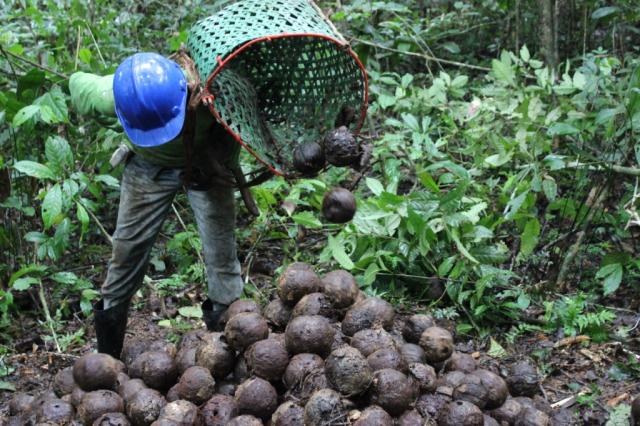 Consumo de castanha cresce 8% ao ano e produtores buscam apoio para produzir e exportar mais Foto2296