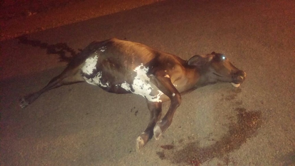 Motociclista morre após atingir vaca que estava solta em rodovia estadual Foto65716