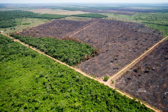 Desmatamento na Amazônia Legal em MT cai 10% em comparação a 2016 Foto72775