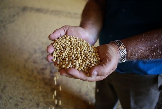 Aprosoja tenta anular patente de Soja Intacta da Monsanto e pede pagamento royalties Foto62382