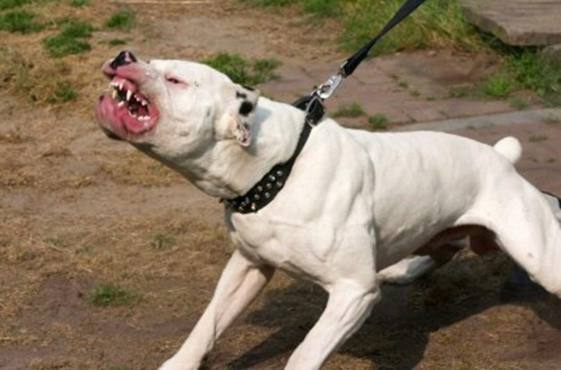 Garoto atacado por cães da raça pit bull em Sorriso sai da UTI e se recupera bem Foto75545