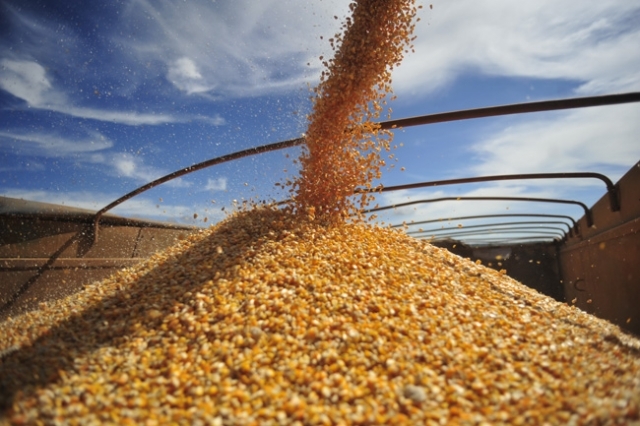 Prorrogada venda de milho em balcão aos pequenos produtores Foto38009