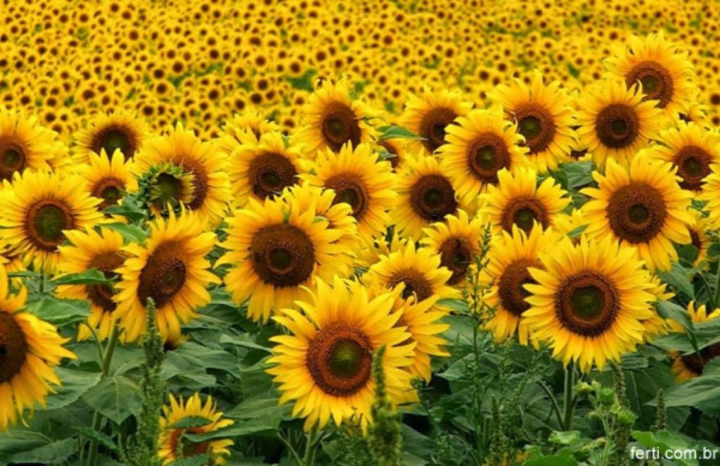 Preço reage e área plantada de girassol cresce 39% Foto98674