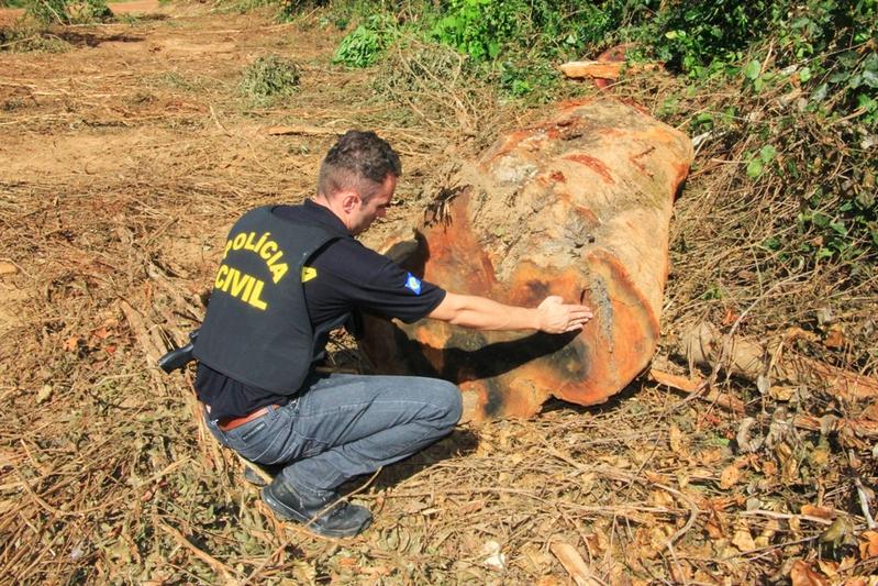 41% da exploração madeireira é ilegal em MT Foto55576