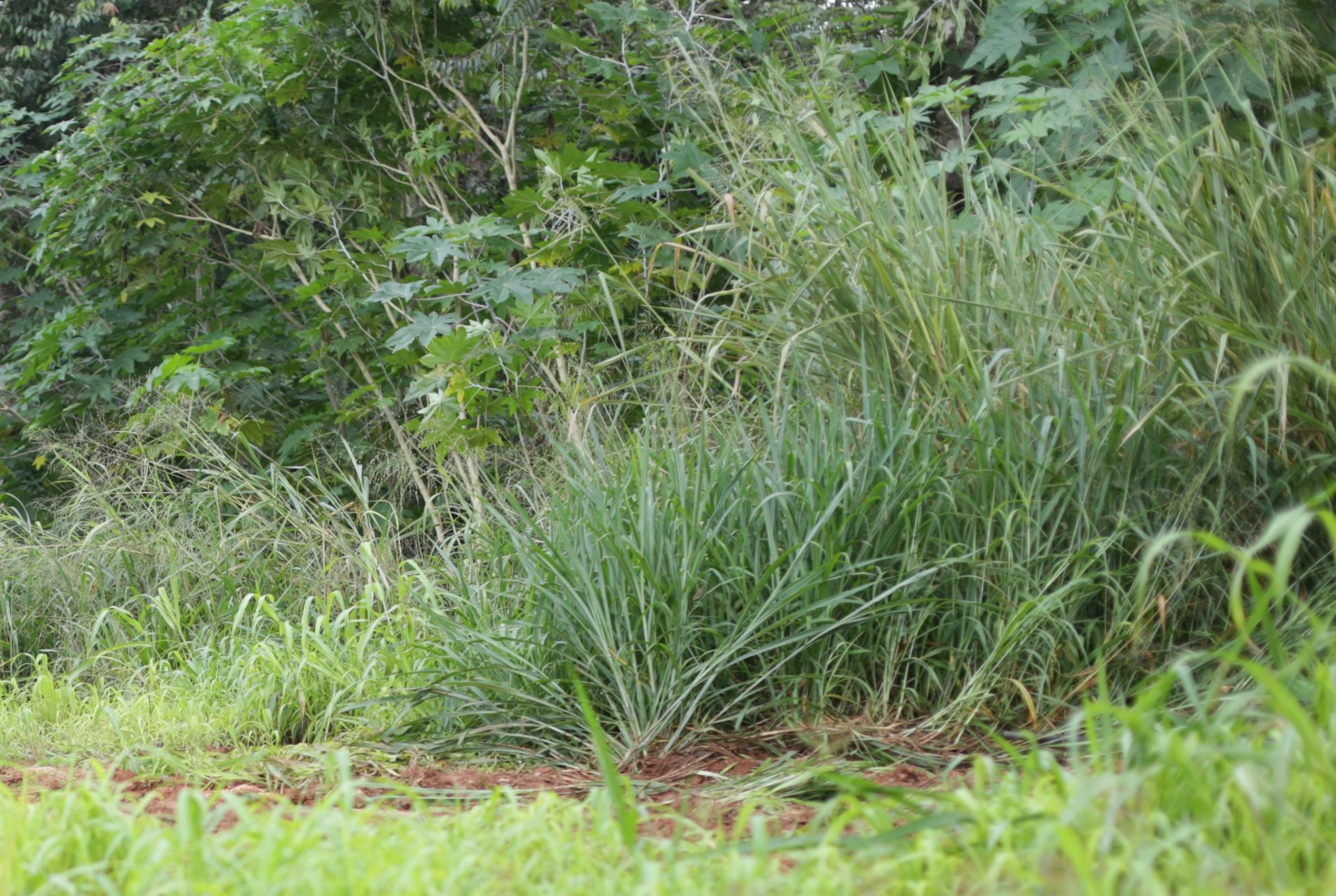 Por acúmulo de lixo e excesso de mato, prefeitura notifica 248 imóveis no Distrito de Boa Esperança Foto25396
