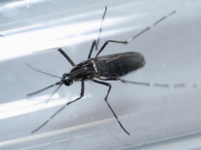 Zika pode curar tumor no sistema nervoso, diz estudo brasileiro Foto68317