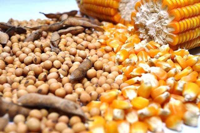 Mato Grosso vai liderar produção por mais 10 anos Foto96908