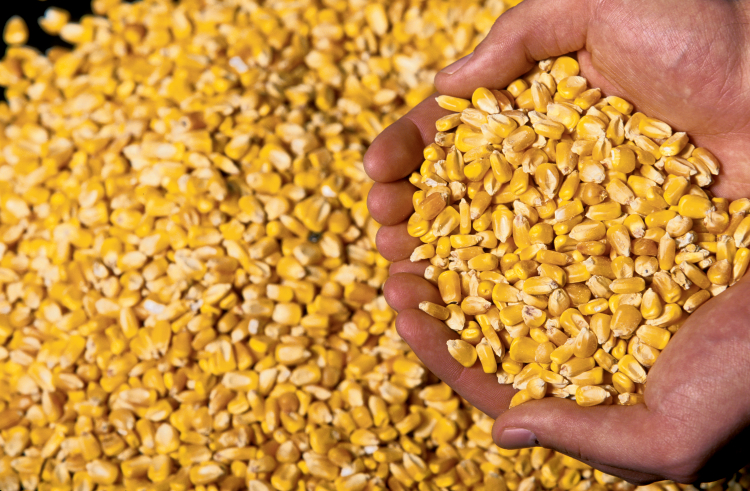Mais de 90% do milho exportado é de Mato Grosso; ritmo de escoamento é menor Foto23376