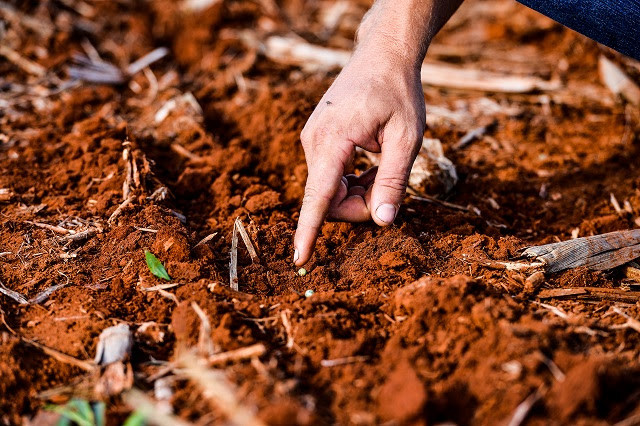 Vazio sanitário da soja termina neste sábado e plantio fica liberado em MT Foto5959