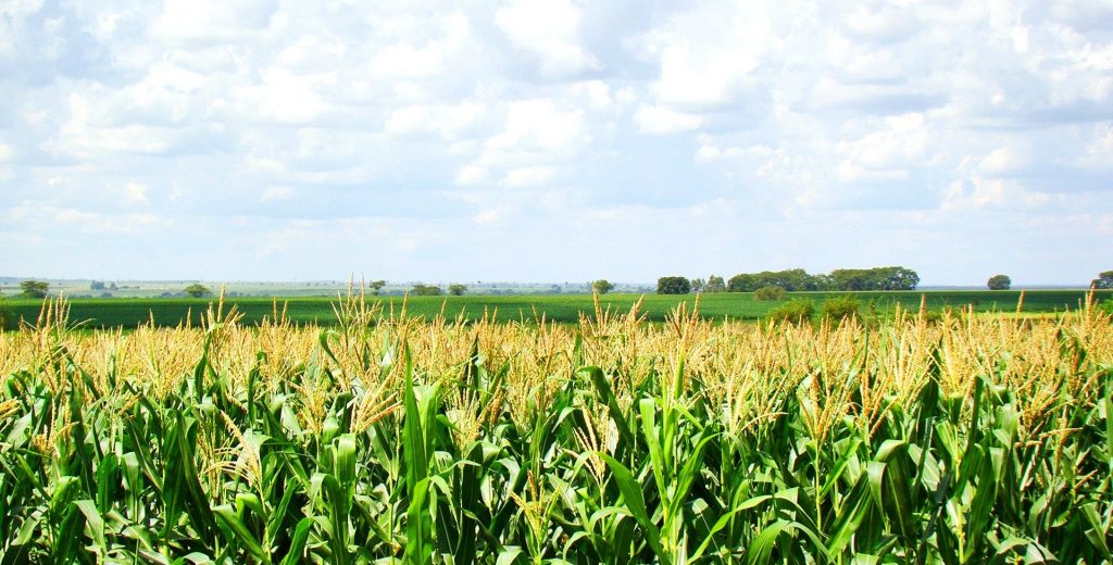 Produção de milho será maior em Mato Grosso Foto99648