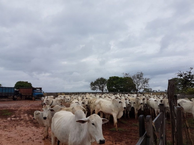 Bando faz gerente de fazenda e família reféns por três dias e rouba 400 cabeças de gado Foto86860