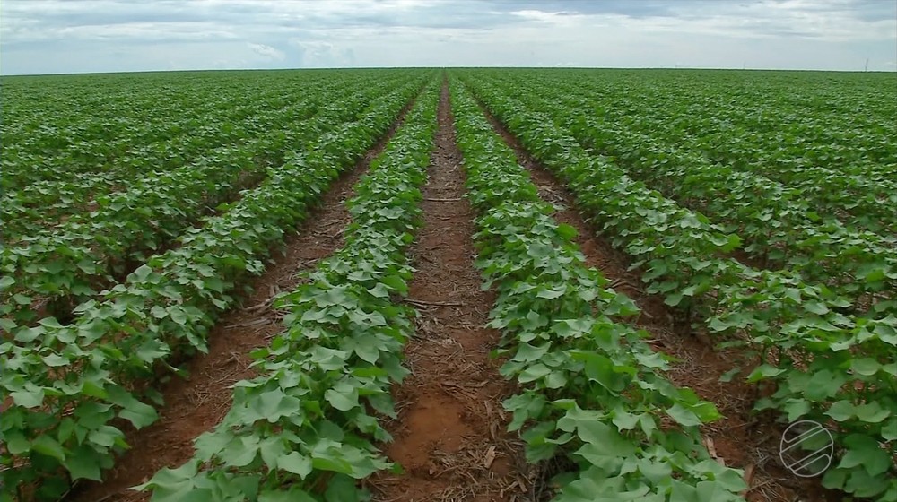 Seca em lavouras de algodão em MT pode comprometer produtividade, dizem agricultores Foto26014
