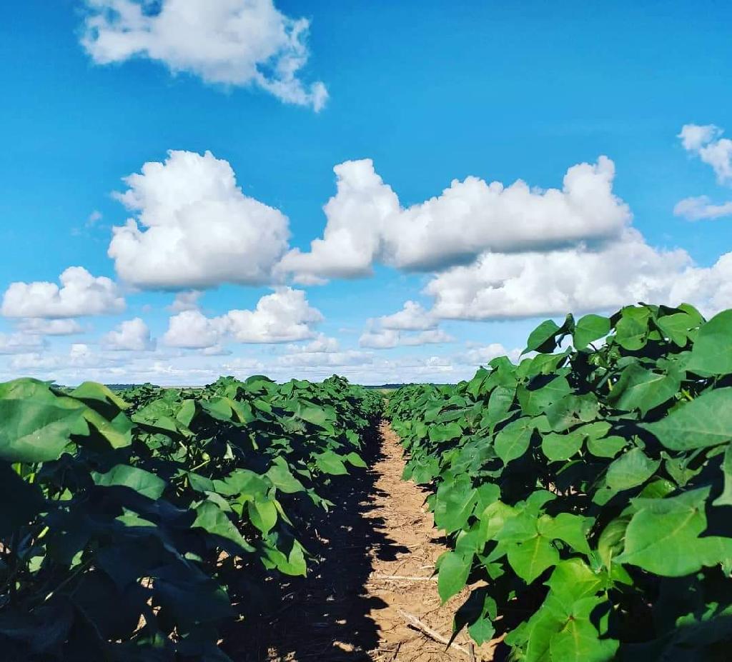 Indea informa prazo para cadastro de propriedades produtoras de algodão safra 2018/2019 Foto77186