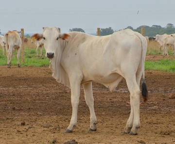 Baixa oferta de animais em MT faz aumentar o preço do bezerro Foto79842