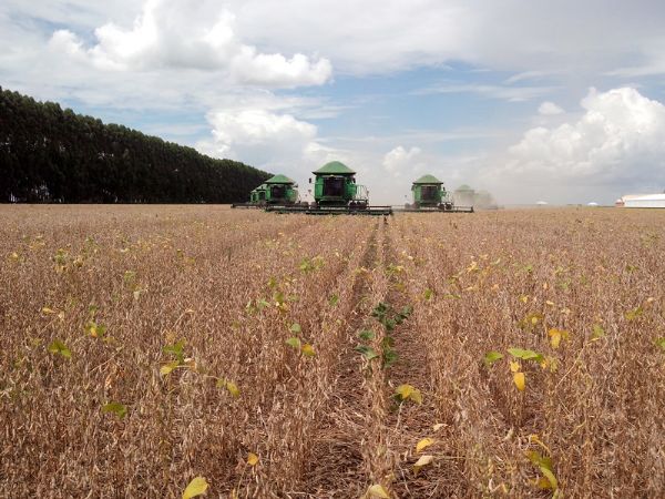 Produção de grãos recua 2,98% em Mato Grosso, após Conab revisar soja e milho Foto6143