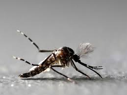 Jovem de 16 anos morre com suspeita de dengue hemorrágica Foto94665