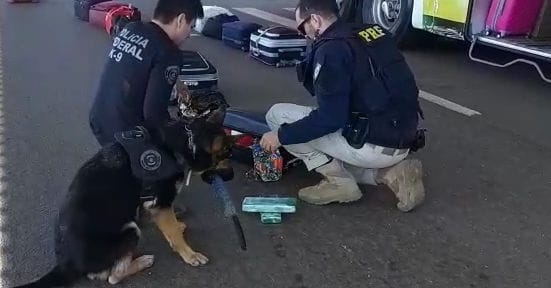 Moradora de Sinop é presa após ser flagrada transportando drogas em ônibus interestadual Foto33365