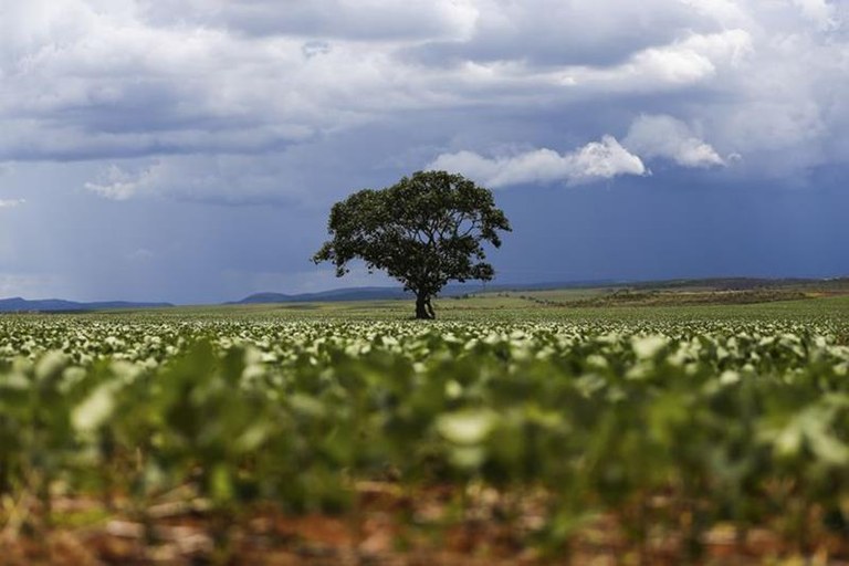 Governo Federal impõe restrições de uso a seis novos defensivos agrícolas Foto94176