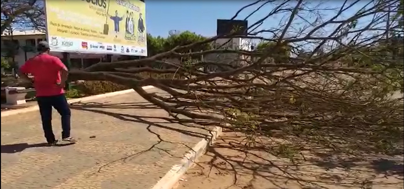 Árvore de 8 metros cai sobre banco e assusta frequentadores de Praça em Nova Ubiratã Foto69404