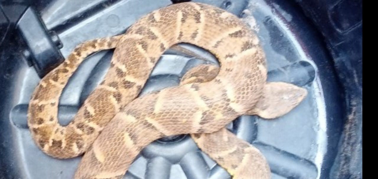 Cobra venenosa é capturada em pátio de empresa alimentícia em Sorriso Foto68873