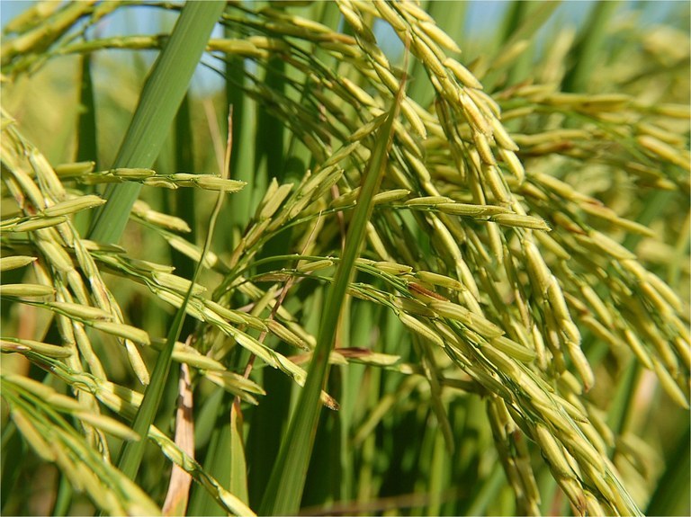 Conselho Monetário Nacional prorroga pagamento de empréstimo para produtores de arroz Foto9658