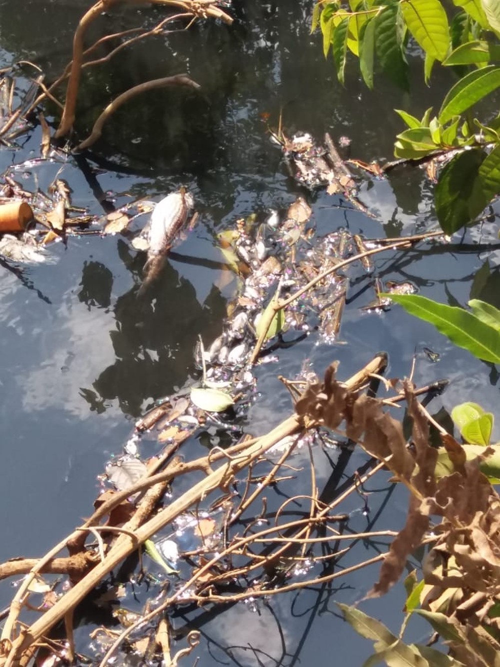 Empresa é multada em R$ 1 milhão por despejar esgoto em rio e causar morte de peixes Foto33634