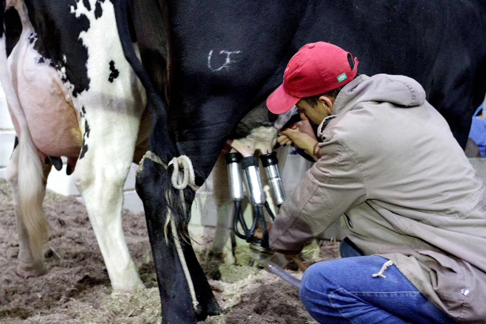 Líder na pecuária, MT tem queda na produção de leite e é o 10º do país; 2% do rebanho é de gado leiteiro Foto87928