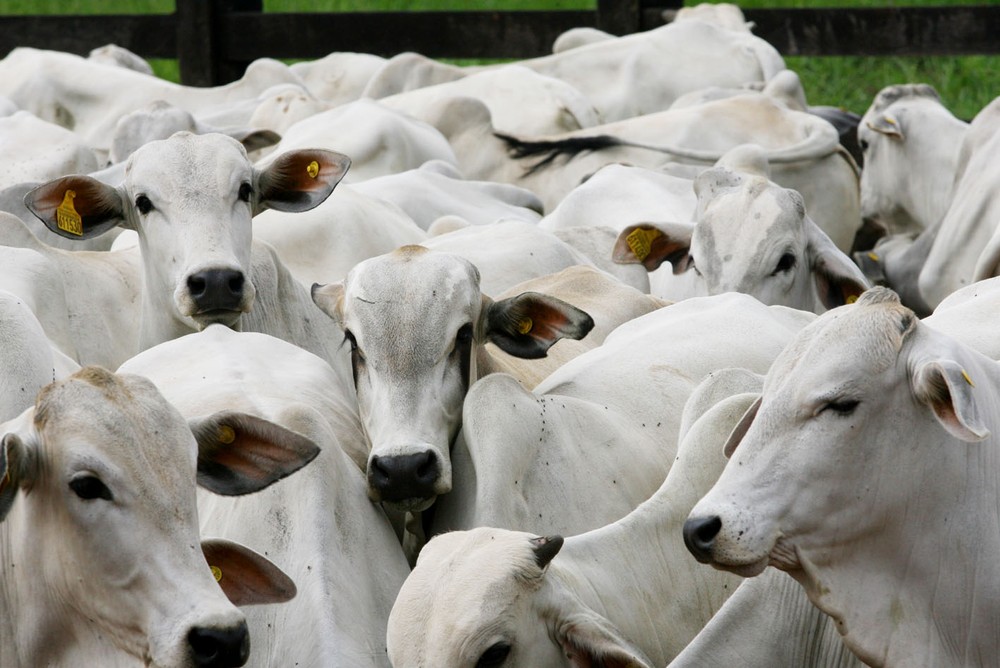 Confinamento aumenta em 11% devido à demanda externa e alta no preço da carne em MT Foto96196