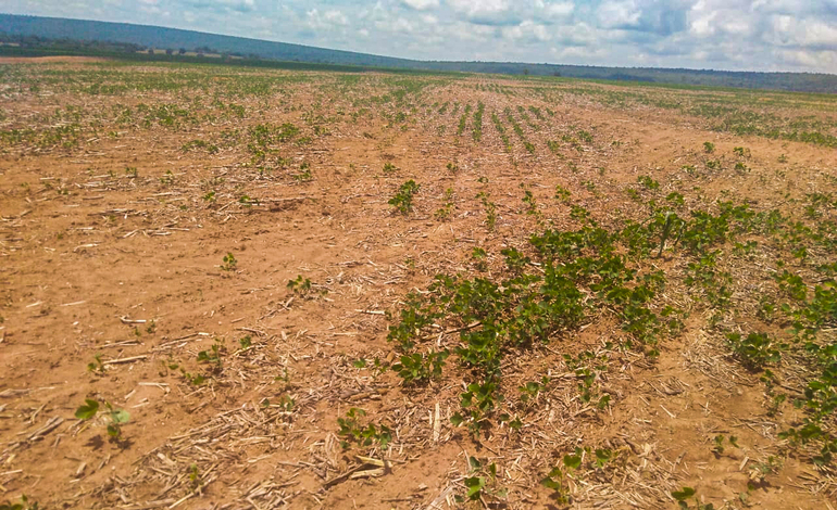Atraso no plantio da soja deve comprometer produtividade e trazer problemas Foto398