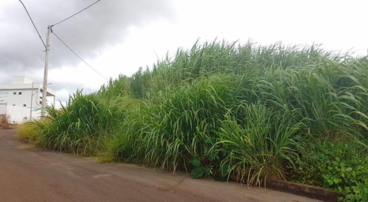 Proprietários de lotes vagos tomados por mato e sujeira são notificados pela Prefeitura de Sorriso Foto54480