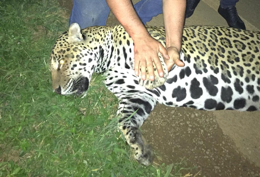 Onça-pintada morre após ser atropelada por caminhão na MT-242 Foto58369