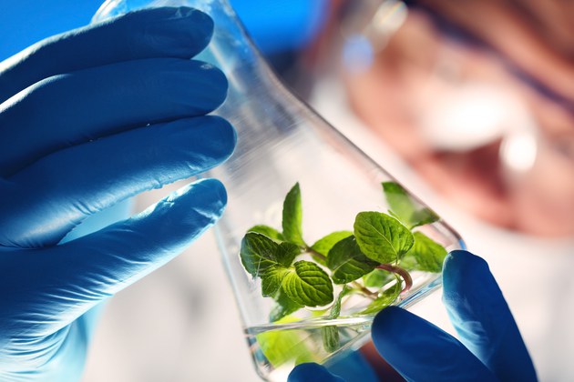 Programa Nacional de Bioinsumos é lançado e vai impulsionar uso de recursos biológicos na agropecuária brasileira Foto77904