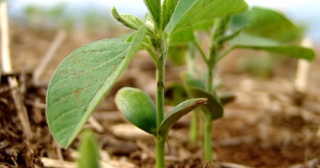 Rentabilidade do produtor estimula comercialização antecipada de fertilizantes para 2021, diz Stonex Foto4878