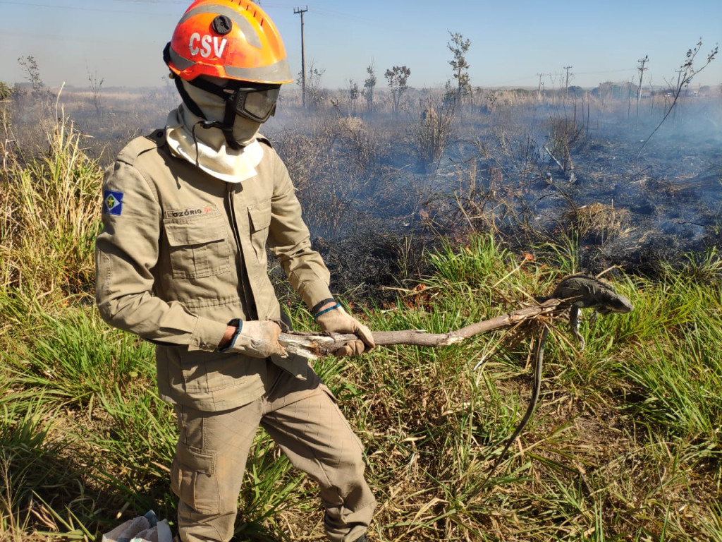 Vai faltar pasto para o gado, alertam pecuaristas sobre risco de queimadas Foto8345