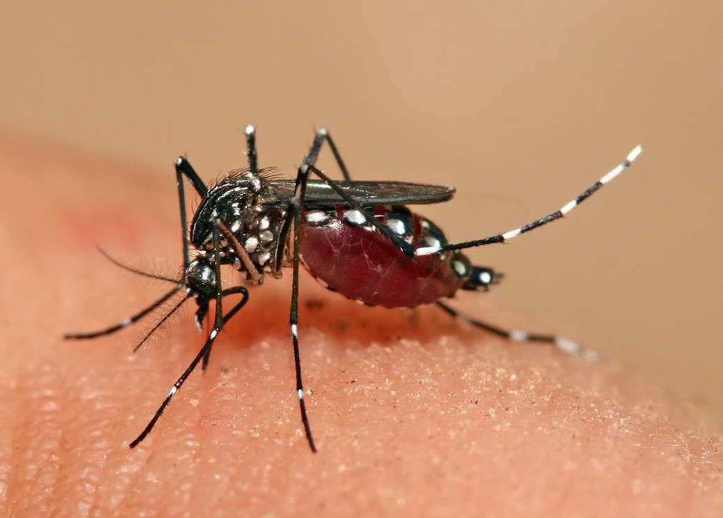 Mato Grosso registra primeira confirmação de morte por dengue Foto80761