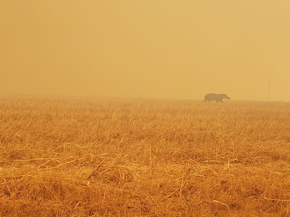 Ministros devem ir a MT para se reunir com governador e discutir formas de combater incêndios Foto30682